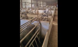 Sala de inseminación