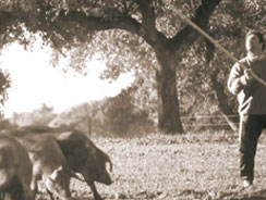 Finca en la sierra de Aracena (Huelva)