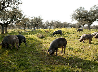 La Jabugueña en Jabugo (Huelva)