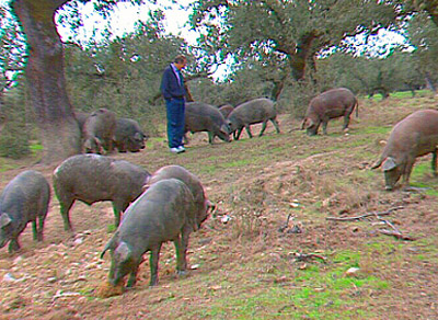 La Jabugueña en Jabugo (Huelva)